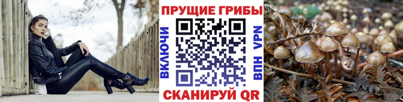 Галлюциногенные грибы GOLDEN TEACHER Суджа